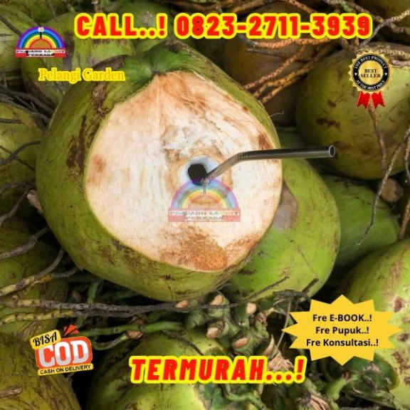 WA 082327113939 Penjual Pohon Kelapa Mini 