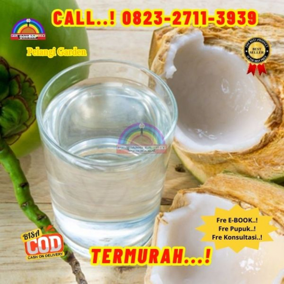 WA 082327113939 Penjual Pohon Kelapa Mini 