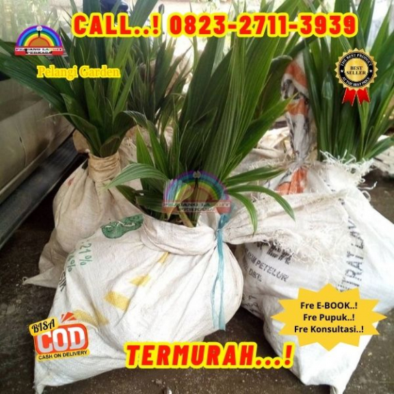 WA 082327113939 Penjual Pohon Kelapa Mini 