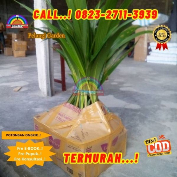 WA 082327113939 Penjual  Pohon Kelapa Pendek 