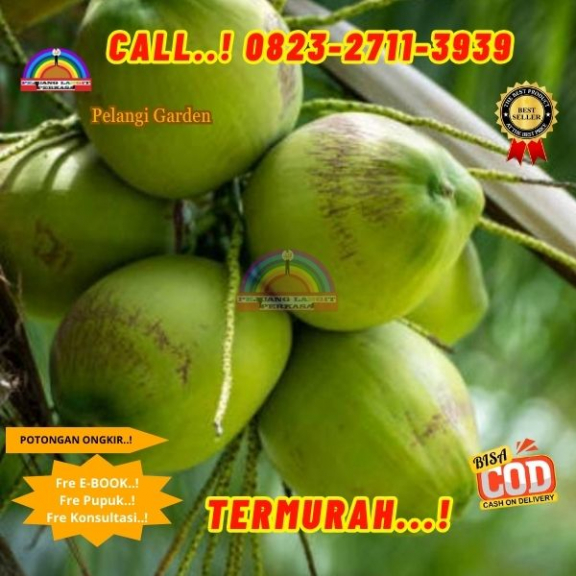 WA 082327113939 Penjual Pohon Kelapa Pantai 