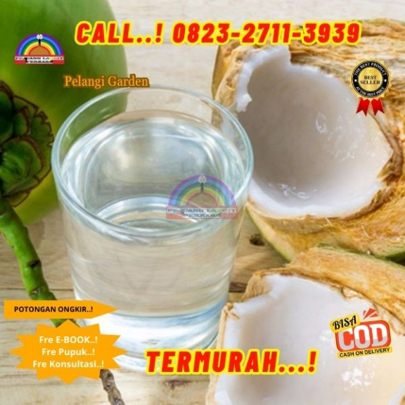 WA 082327113939 Penjual Pohon Kelapa Pantai 