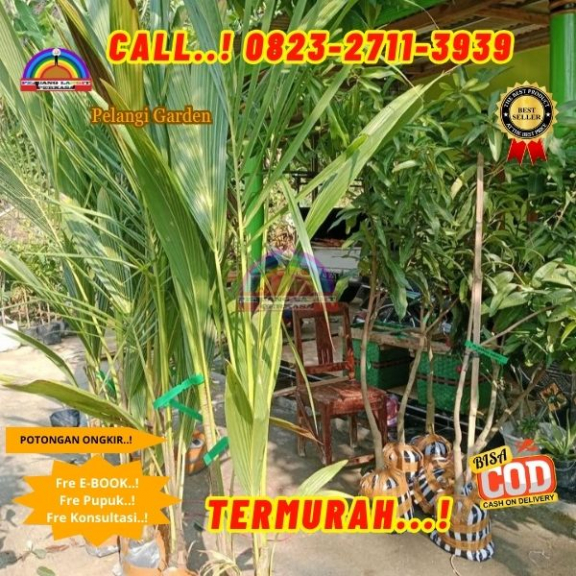 WA 082327113939 Penjual Pohon Kelapa Pantai 