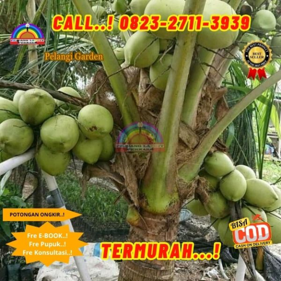 WA 082327113939 Penjual Pohon Kelapa Pendek Berbuah Banyak