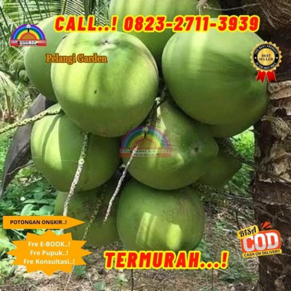 WA 082327113939 Penjual Pohon Kelapa Pandan Wangi 