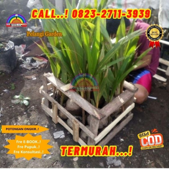 WA 082327113939 Penjual Pohon Kelapa Pandan Wangi 