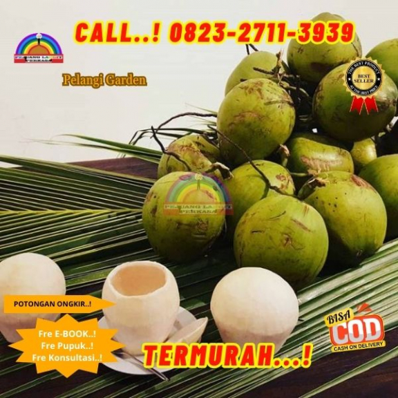 WA 082327113939 Penjual Pohon Kelapa Pinggir Pantai