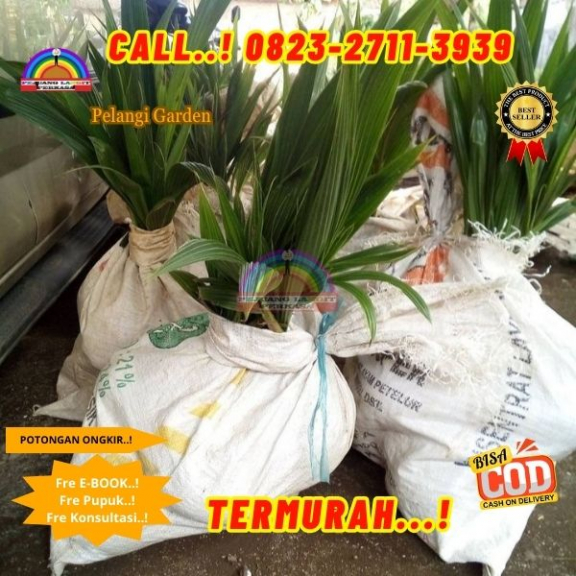 WA 082327113939 Penjual Pohon Kelapa Pinggir Pantai