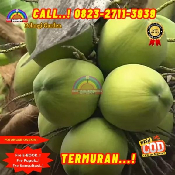 WA 082327113939 Penjual  Pohon Kelapa Rendah 