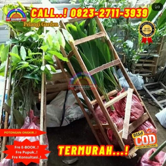 WA 082327113939 Penjual  Pohon Kelapa Rendah 