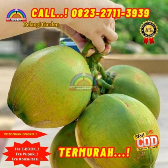 WA 082327113939 Penjual  Pohon Kelapa Ratu 