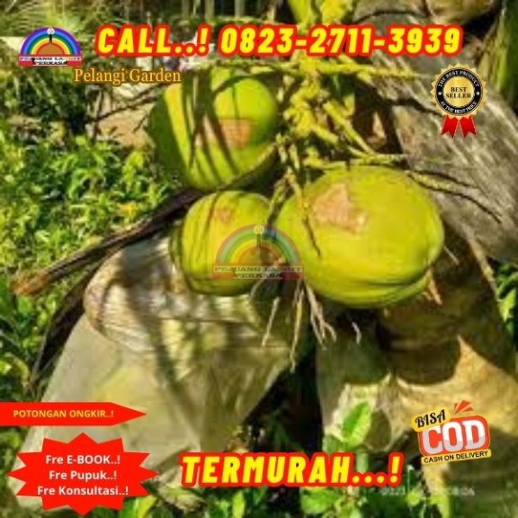WA 082327113939 Penjual  Pohon Kelapa Ratu 