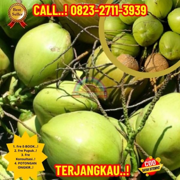 WA 082327113939  Penjual Pohon Kelapa Unik 