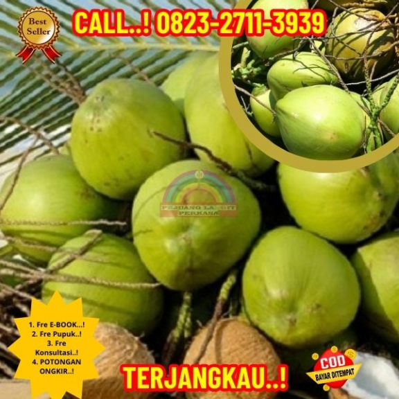 WA 082327113939  Penjual Pohon Kelapa Unik 