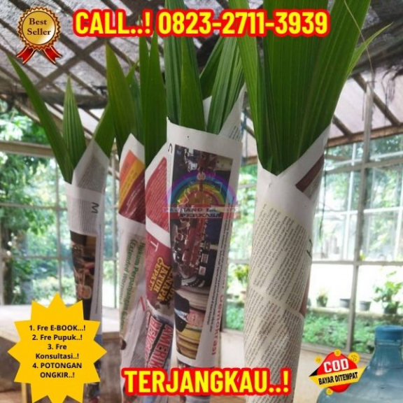WA 082327113939  Penjual Pohon Kelapa Unik 