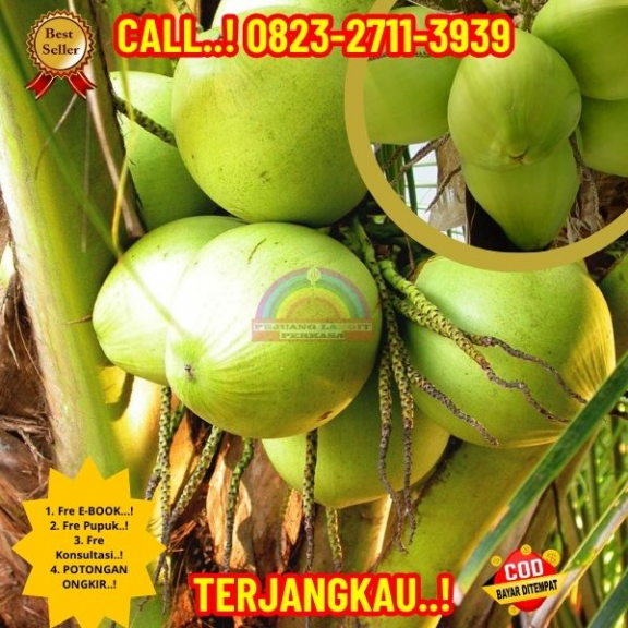 WA 082327113939 Penjual Pohon Kelapa Untuk Taman 
