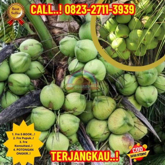 WA 082327113939 Penjual Pohon Kelapa Unggul 