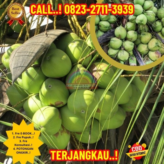 WA 082327113939 Penjual Pohon Kelapa Unggul 