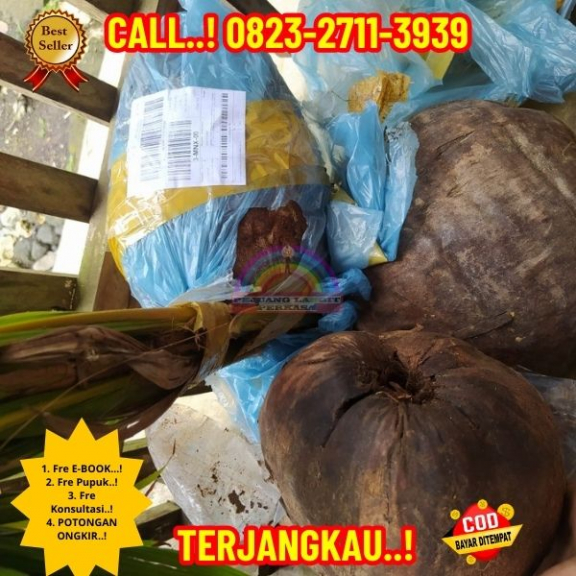 WA 082327113939 Penjual Pohon Kelapa Unggul 