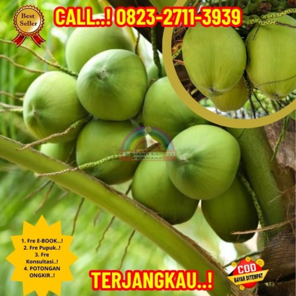 WA 082327113939 Penjual Pohon Kelapa Unik Dan Aneh 