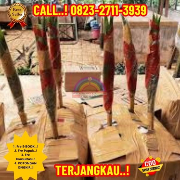 WA 082327113939 Penjual Pohon Kelapa Unik Dan Aneh 