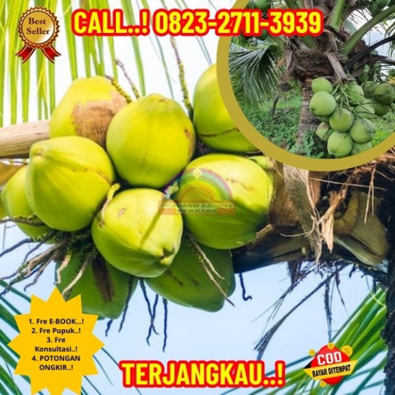 WA 082327113939 Penjual Pohon Kelapa Varigata