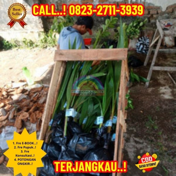 WA 082327113939 Penjual Pohon Kelapa Varigata