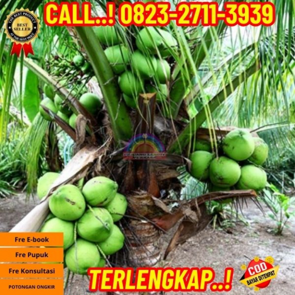 WA 082327113939 Penjual  Pohon Kelapa Yang Cepat Berbuah