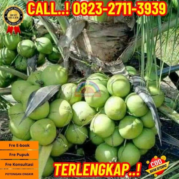 WA 082327113939 Penjual  Pohon Kelapa Yang Cepat Berbuah