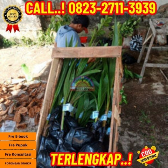 WA 082327113939 Penjual  Pohon Kelapa Yang Cepat Berbuah