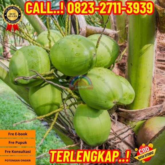 WA 082327113939  Penjual Pohon Kelapa Yang Bercabang