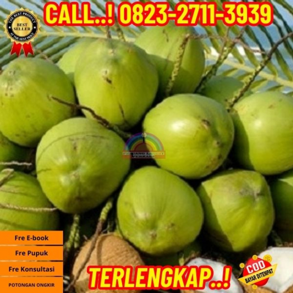WA 082327113939  Penjual Pohon Kelapa Yang Bercabang