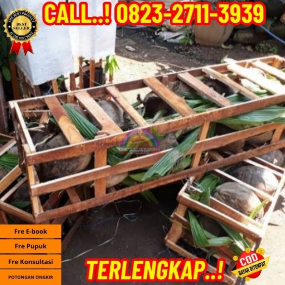 WA 082327113939  Penjual Pohon Kelapa Yang Bercabang
