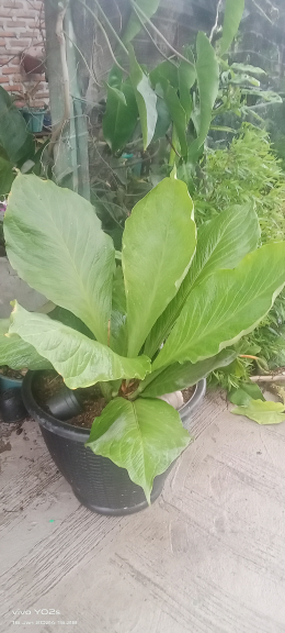 Anturium jemani eskobar