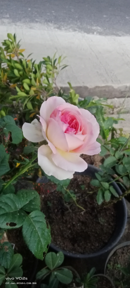 Anturium jemani eskobar