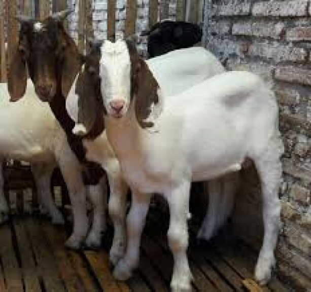 TERNAK KAMBING