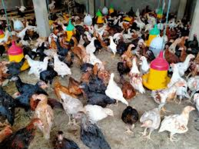 TERNAK AYAM