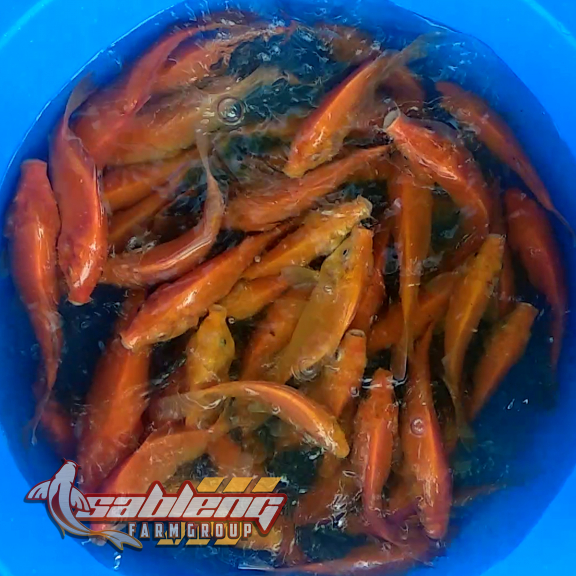 Tombro Merah Kudus