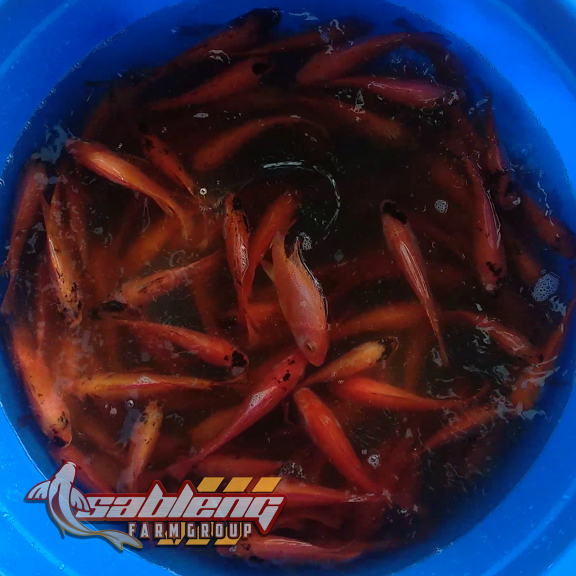 Nila Merah Nilasa Kudus