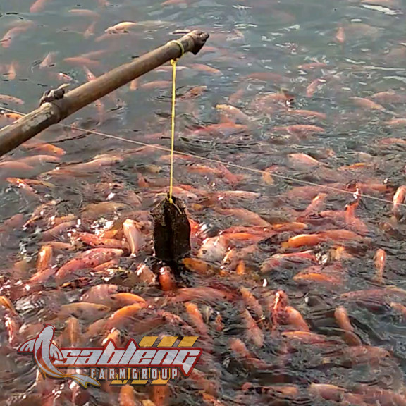 Nila Merah Nilasa Kudus