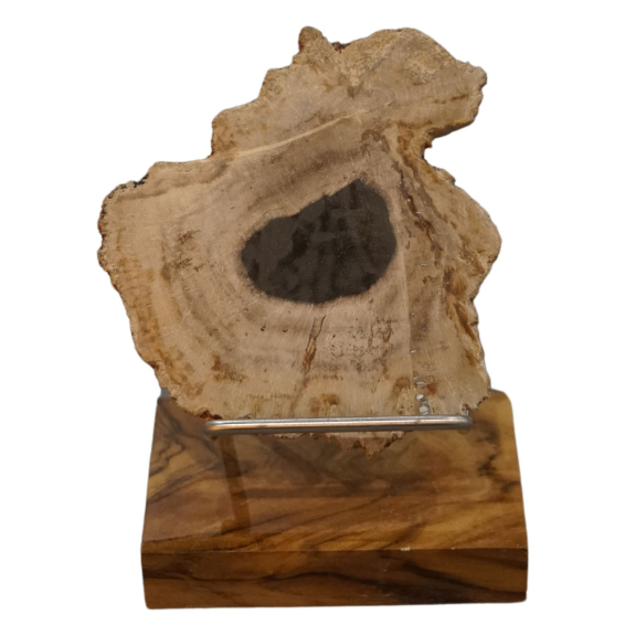 Awen Fossil Wood