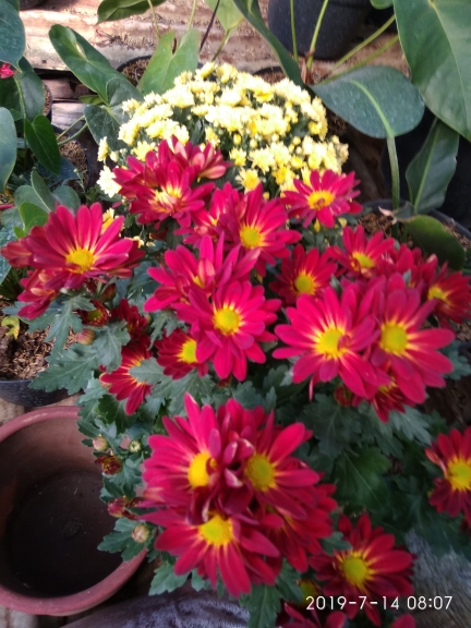 Semua alat dan kebutuhan hidroponik dan organik. bunga dll