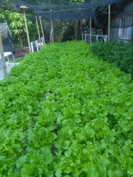 Semua alat dan kebutuhan hidroponik dan organik. bunga dll