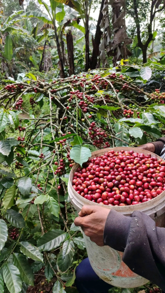 Qii Coffee Specialty 