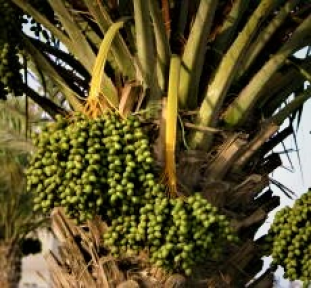 MANISAN KOLANG KALING PREMIUM