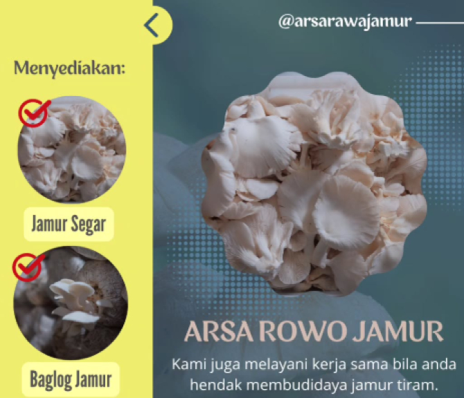 Jamur Arsarowo Bejalen