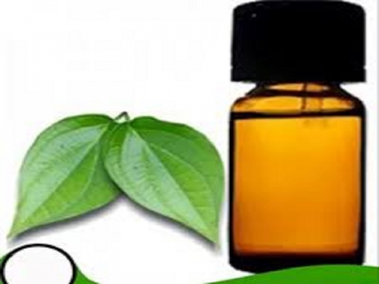 BETEL (GREEN) LEAF ESSENTIAL OIL