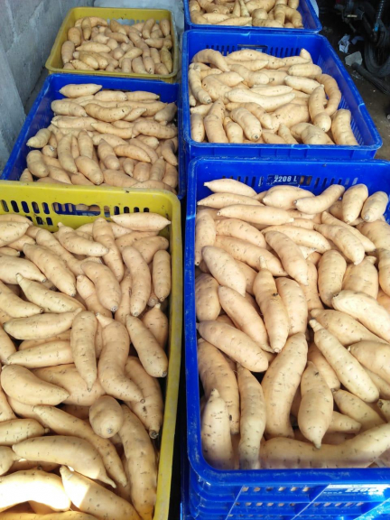 Ubi jalar (ubi Madu)