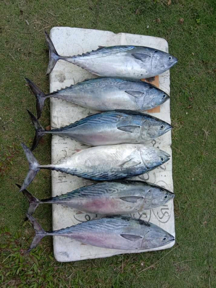 Ikan 