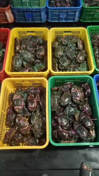KEPITING BAKAU